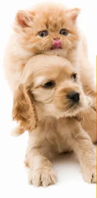 A cat and dog
