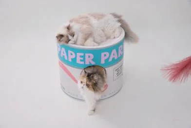 Kitten Snack Jar design options, printed cardboard barrel