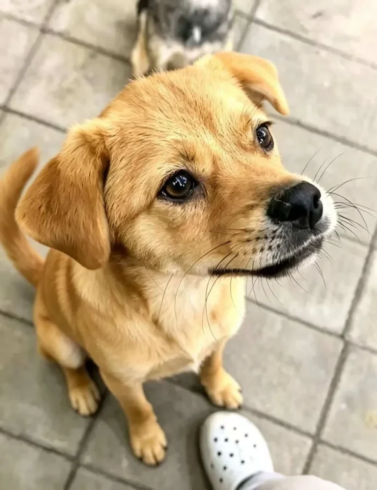 Original supplied photograph of a small tan dog looking up; photo 01