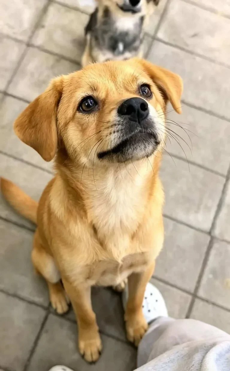 Original supplied photograph of a small tan dog looking up; photo 02